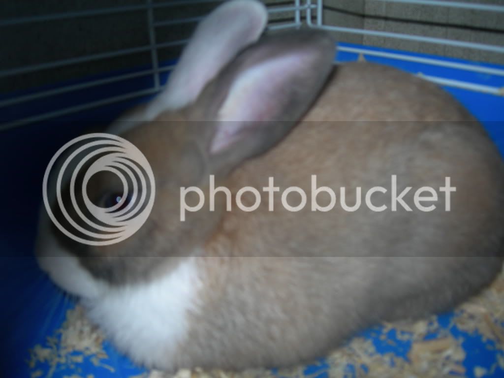 Rabbit006.jpg
