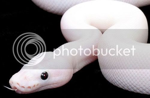 albino_snake_2.jpg