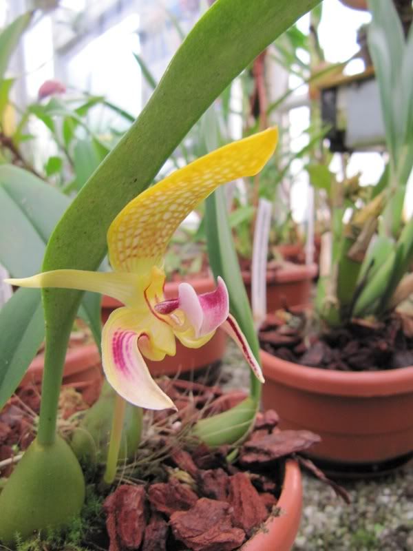 Bulbophyllum-dearei.jpg
