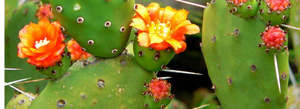 54.-Prickly-Pear-Cactus.jpg