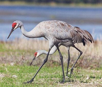 Sandhill_Crane.jpg