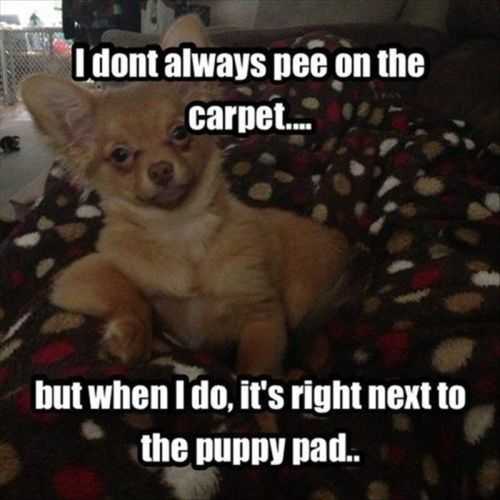 little-dog-pees-on-the-carpet-right-next-to-his-pee-pad.-how-to-potty-train-your-puppy.jpg