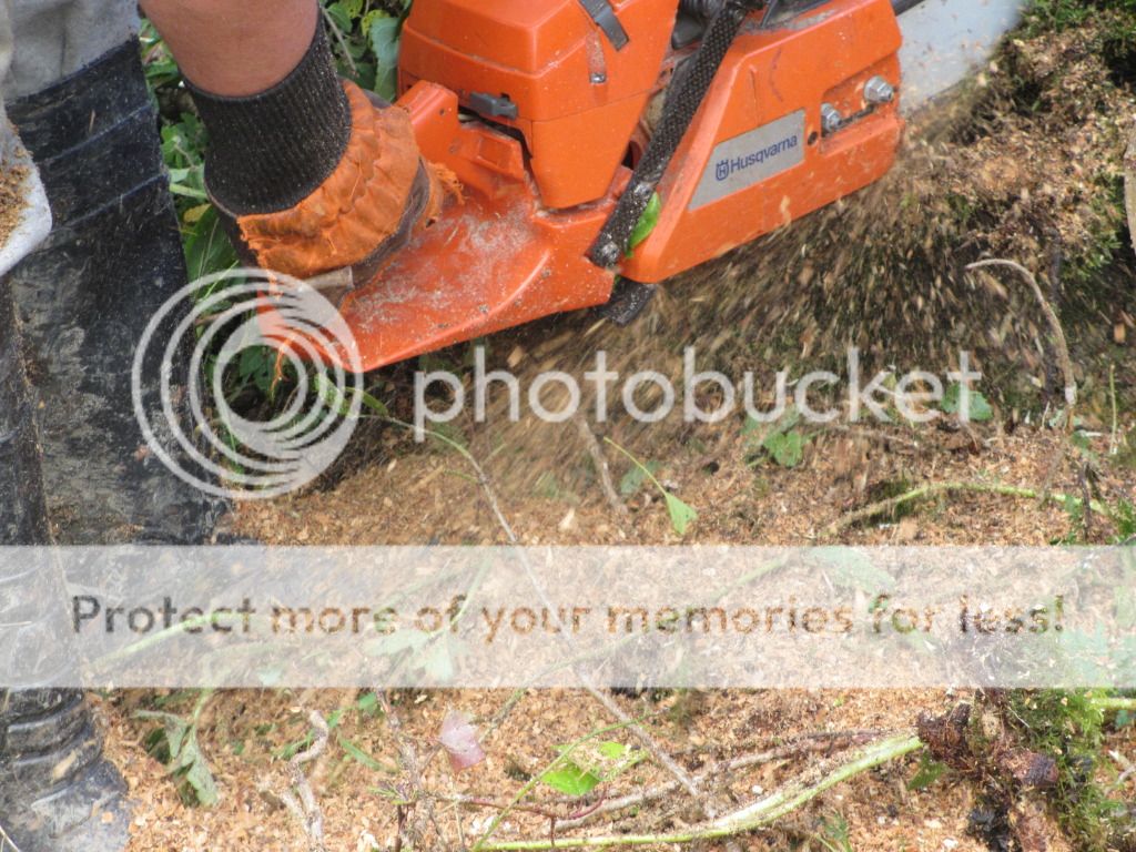 autumupdates2012arborist030.jpg