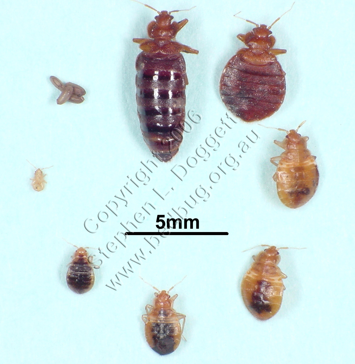 common_bed_bug_lifecycle.jpg