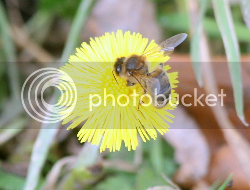 Bees%20on%20crocus%20106%20-%20Copy_zpsx4idwwyt.jpg