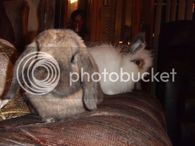 2008_0110bunnyshoot0134.jpg