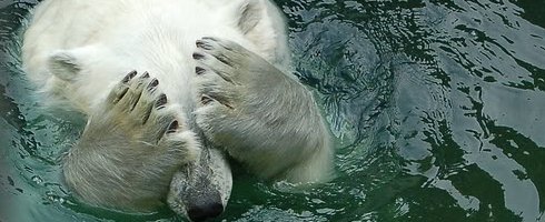 you-make-polar-bear-cry.jpg
