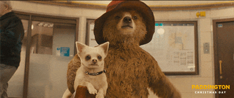 paddington bear animation GIF by The Weinstein Company