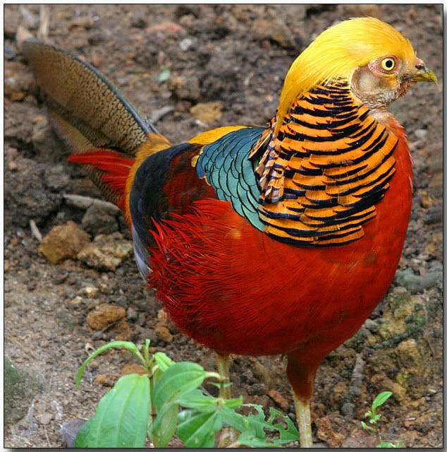 goldenpheasant1.jpg