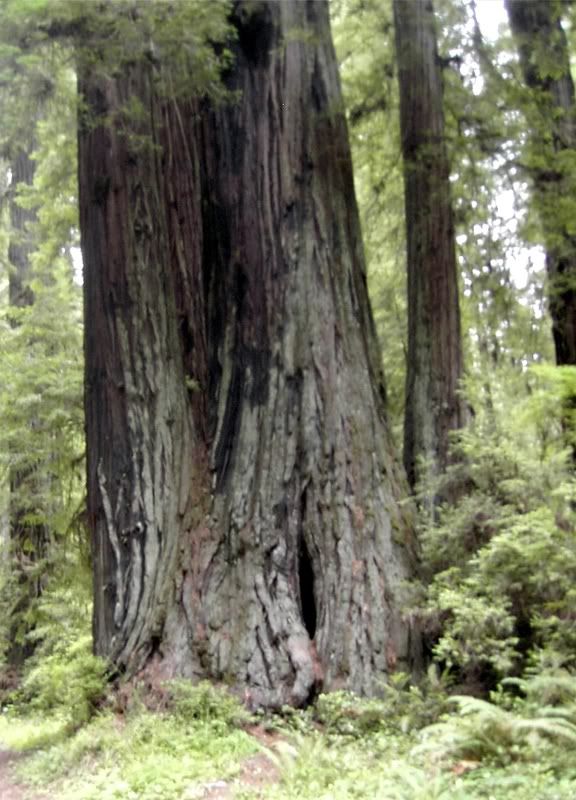 RedwoodCountry.jpg