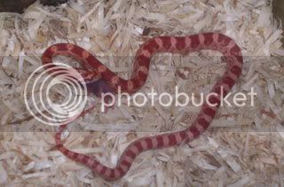 snake6.jpg