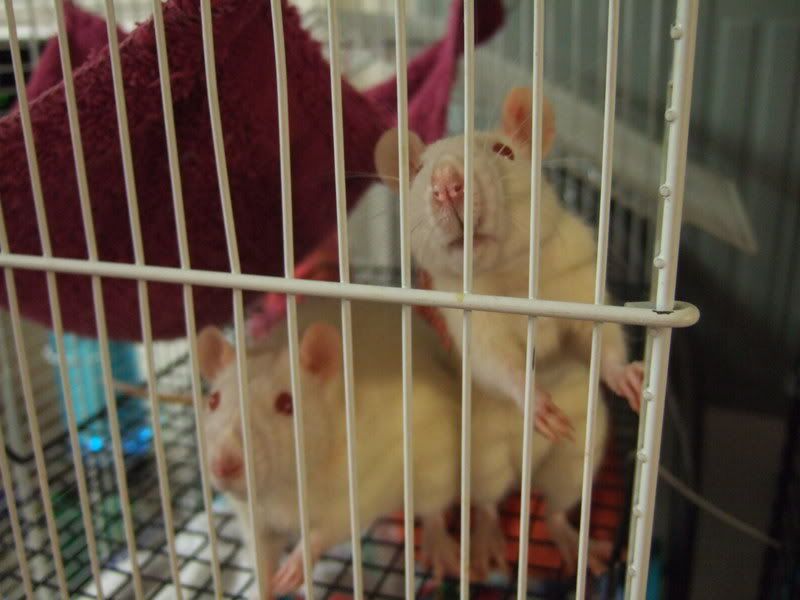 Ratties009.jpg