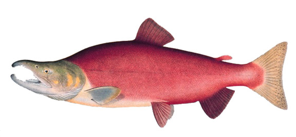 sockeye-2.jpg