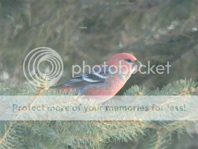 PineGrosbeakSmall.jpg