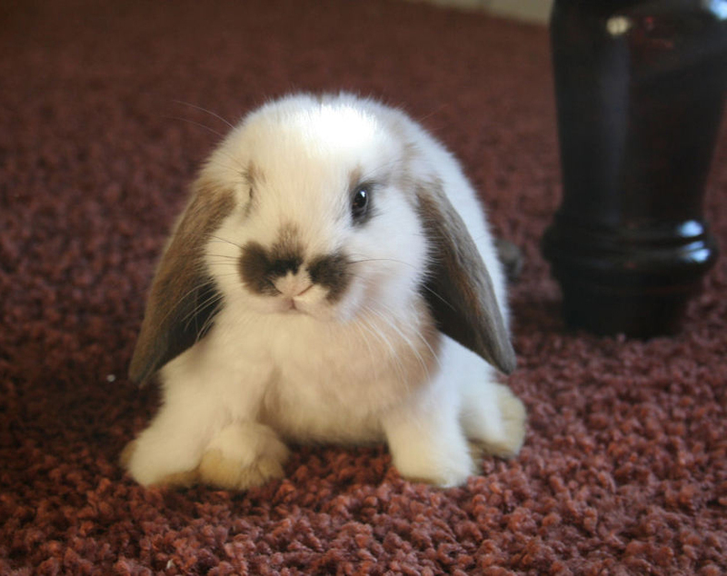 cute+bunny+015.jpg