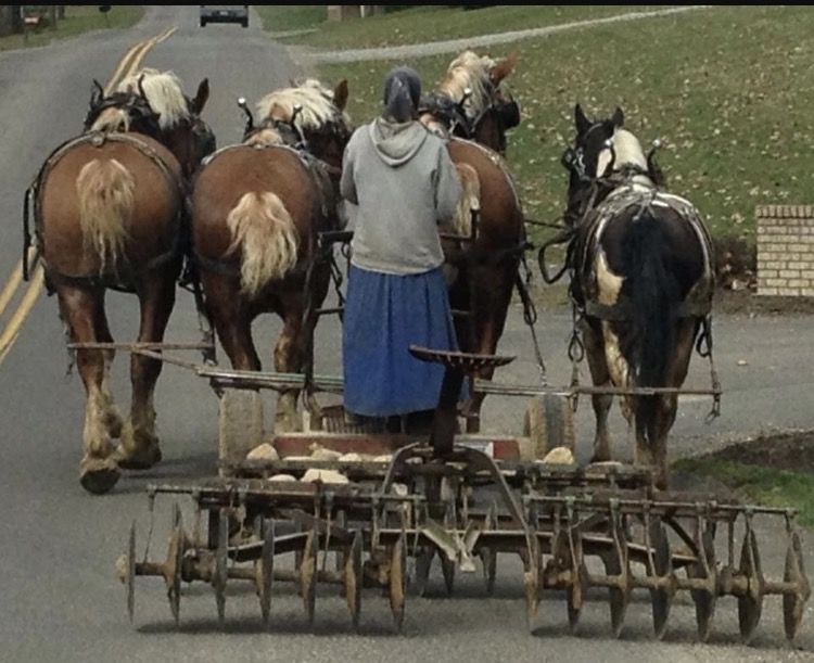 Amish woman driving a team pulling a disc plow | Amish culture, Amish ...