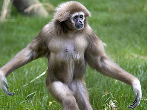 walking-gibbon.jpg