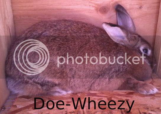 Doe-Wheezy-1.jpg