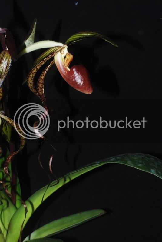 PaphiopedilumFranz-PrinceEdwardofYorkXgigantifolium2011-05Bltebseitlich.jpg