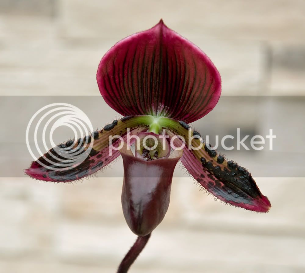 Paph-Maudie-Vincolor1.jpg