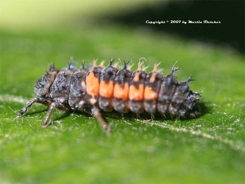 Asian-Ladybug-Larvae.jpg