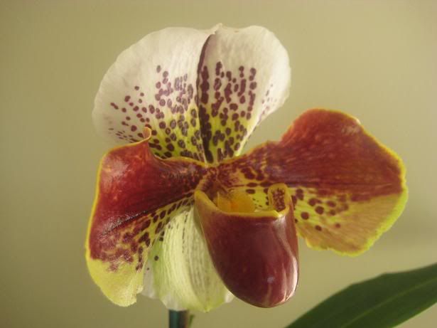 orchid008.jpg