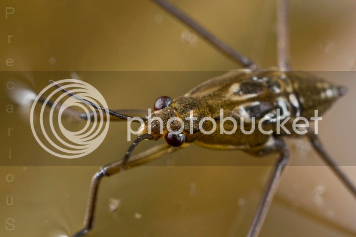 Waterbug_1857-sm.jpg