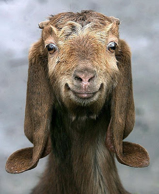 smiling+goat.jpg