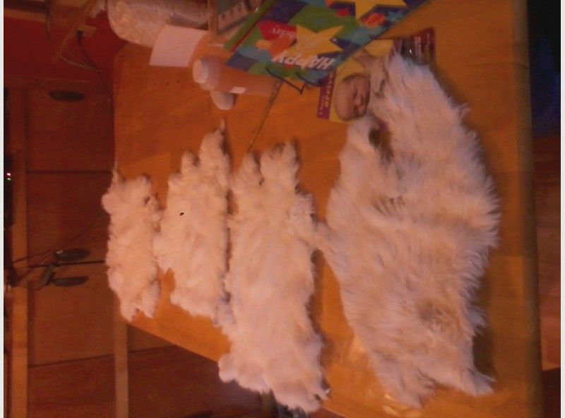 What to do with a rabbit pelt (permaculture leathercraft forum at