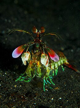 260px-Mantis_shrimp_from_front.jpg