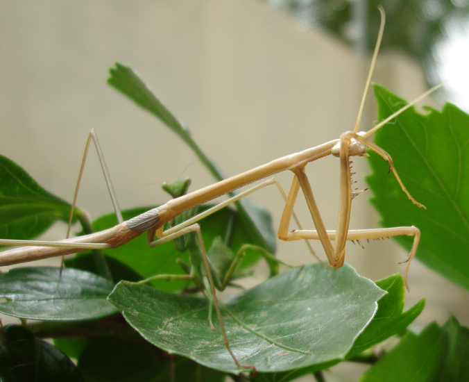 brazilian_stick_mantis_pieter1.jpg