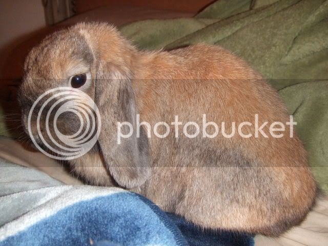 2007_0726bunnybed0039.jpg