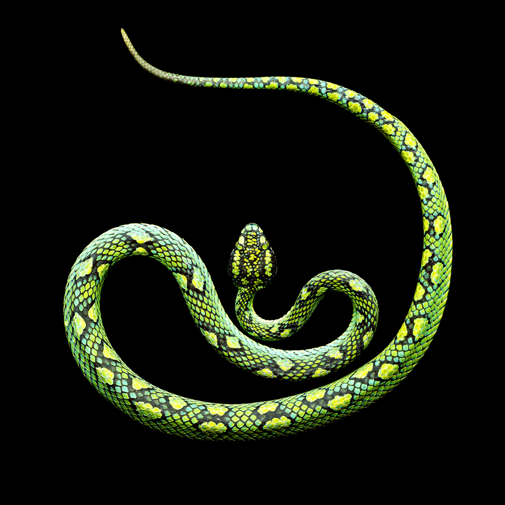 Sri-Lankan-Palm-Viper-2011-copy.jpg