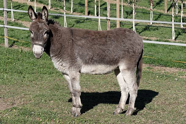 donkey-picture-id92374087