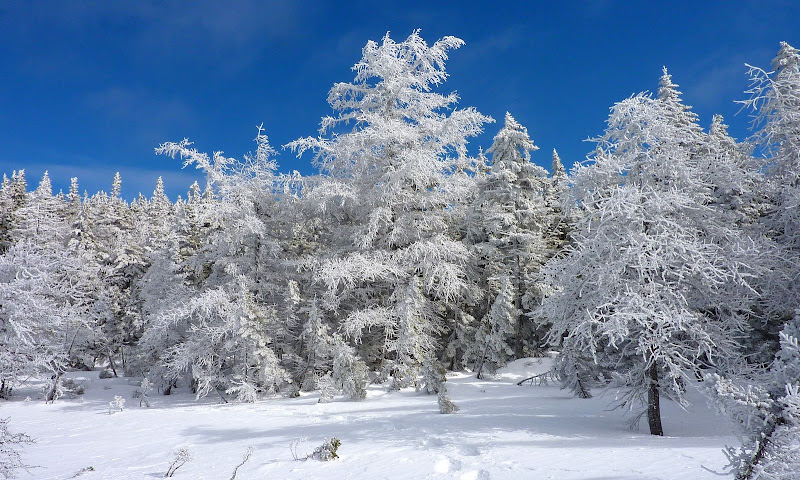 Frosted_Trees_at_Nancy_Pond.JPG