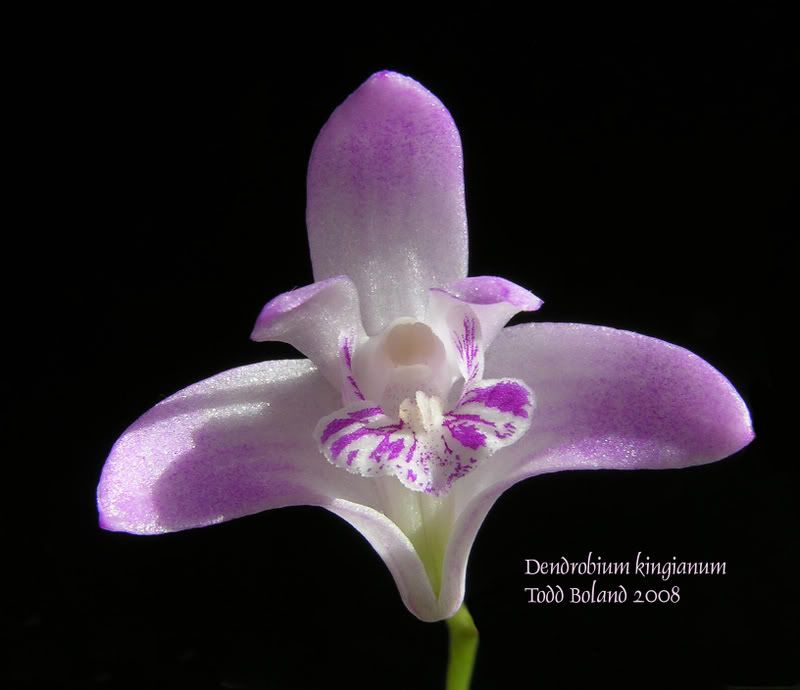 Dendrobiumkingianum34copy.jpg