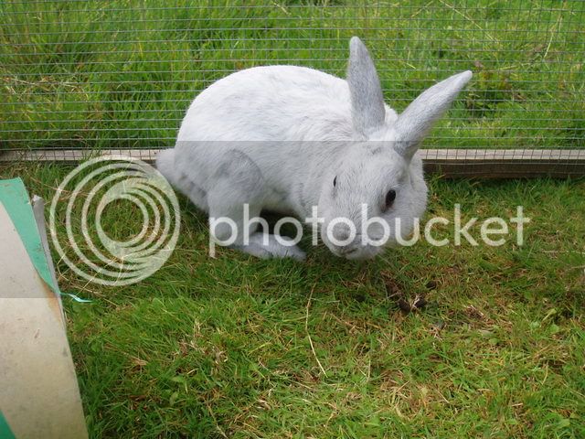 bunnies028.jpg