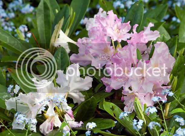 RhododendronPohjolasDaughter_web.jpg