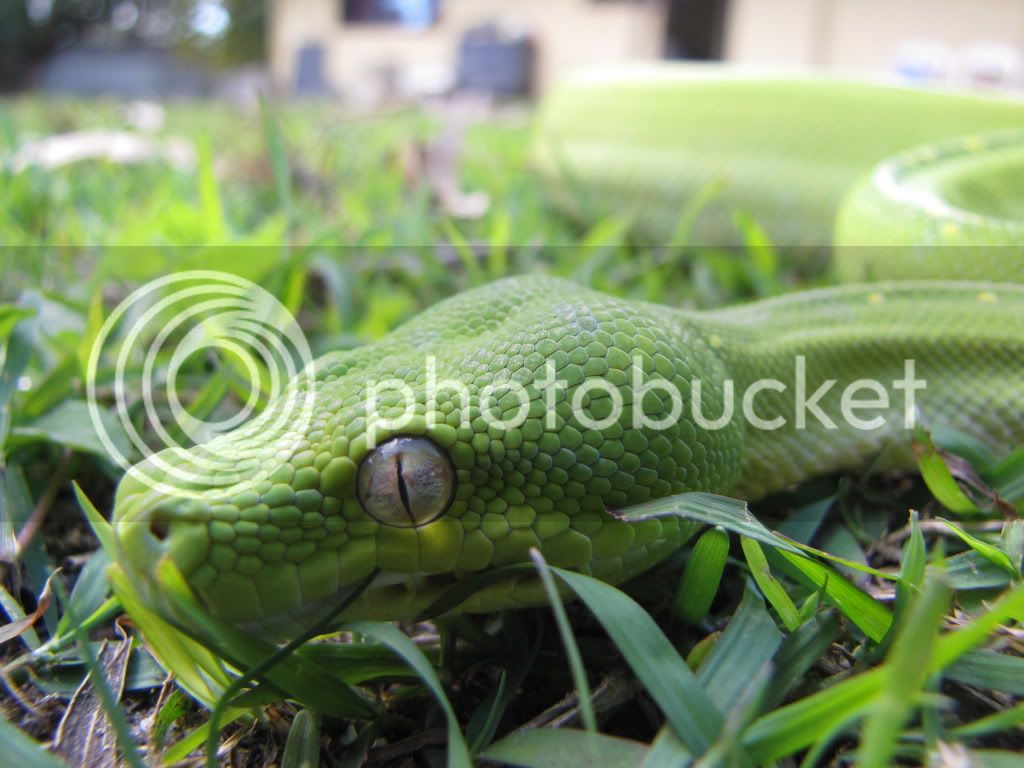 snakes013.jpg
