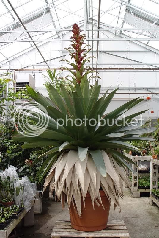 3GiantBromeliad4152003.jpg