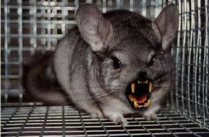 evil_chinchilla_by_whenweawake-300x197.jpg