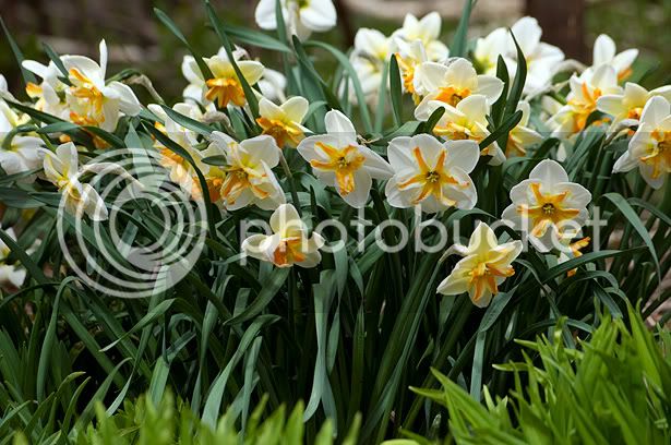 NarcissusTrepoloweb_modifi-1.jpg