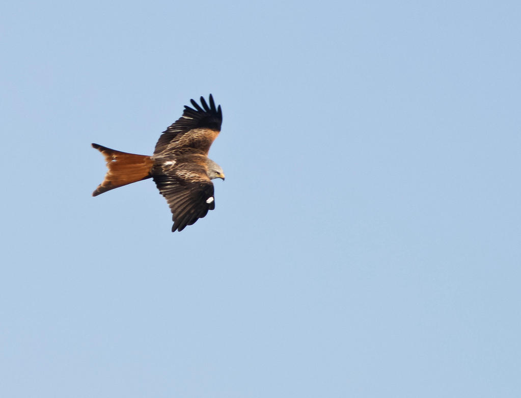 red_kite3_by_richardfrost-d3b1e5u.jpg