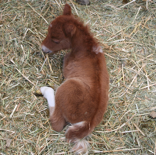 Lucy1DayOld.jpg
