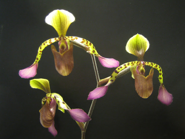 Paphiopedilum_lowii.JPG