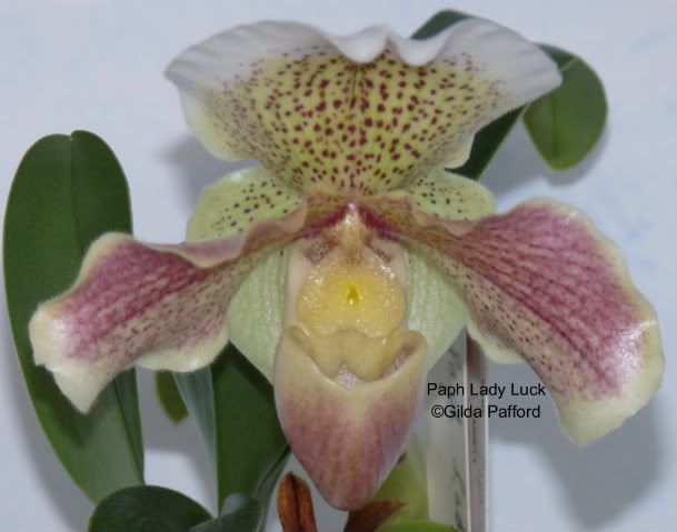 orchids_dec09-08.jpg