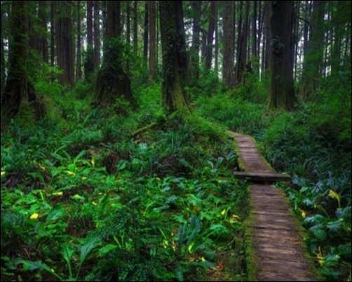 Beautiful-Forest-Path-dark-forest-wallpaper.jpg