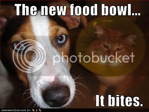 funny-dog-pictures-bowl-bites.jpg