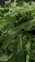 Leafy Greens Vegetables GIF by Jennifer Accomando