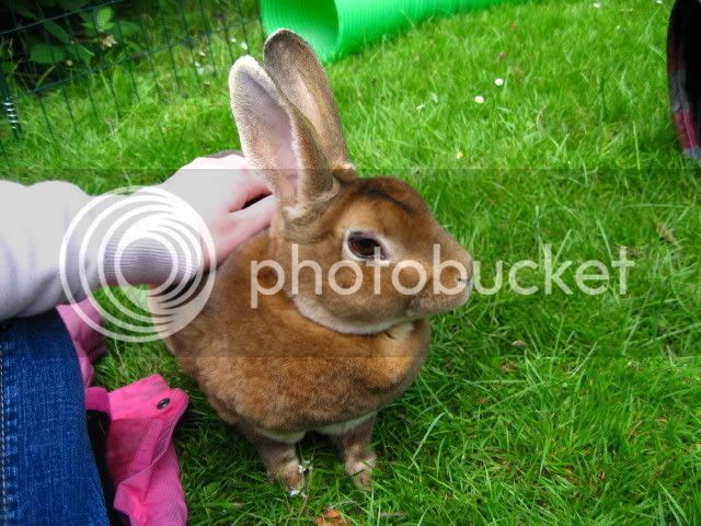 bunnies078.jpg